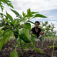 Papua New Guinea Agricultural Programs - K92 Mining